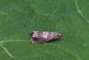 Epiblema sp.